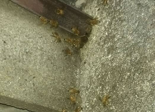 ミツバチ駆除天井裏